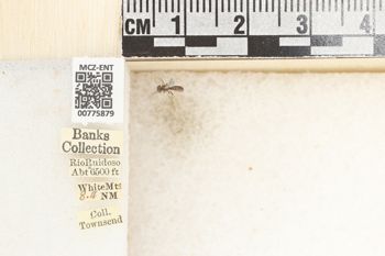 Media type: image;   Entomology 775879 Aspect: Labels